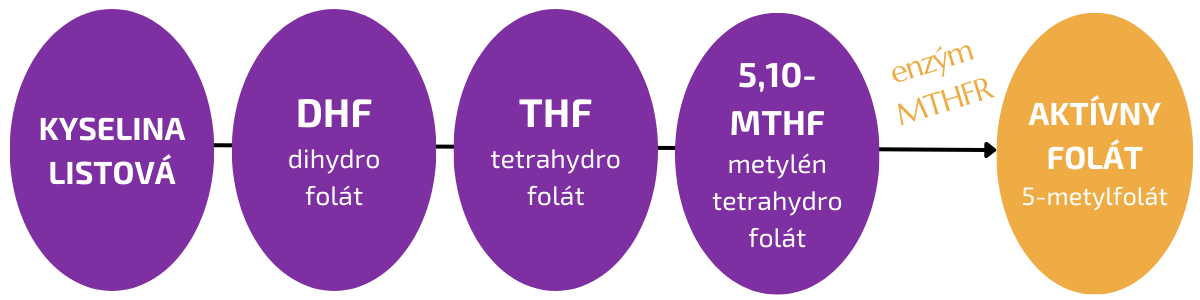 Premena kyseliny listovej na metylfolat
